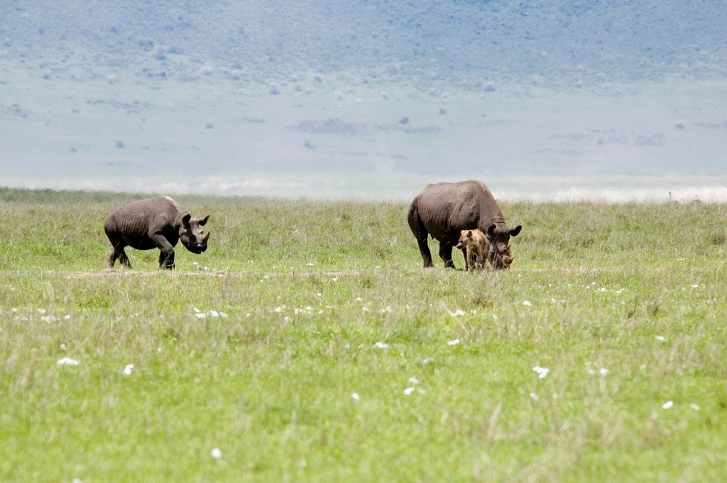 Ngorongoro Nasehorn med unge03.jpg - Black Rhinocerus (Diceros bicornis), Ngorongoro Tanzania March 2006